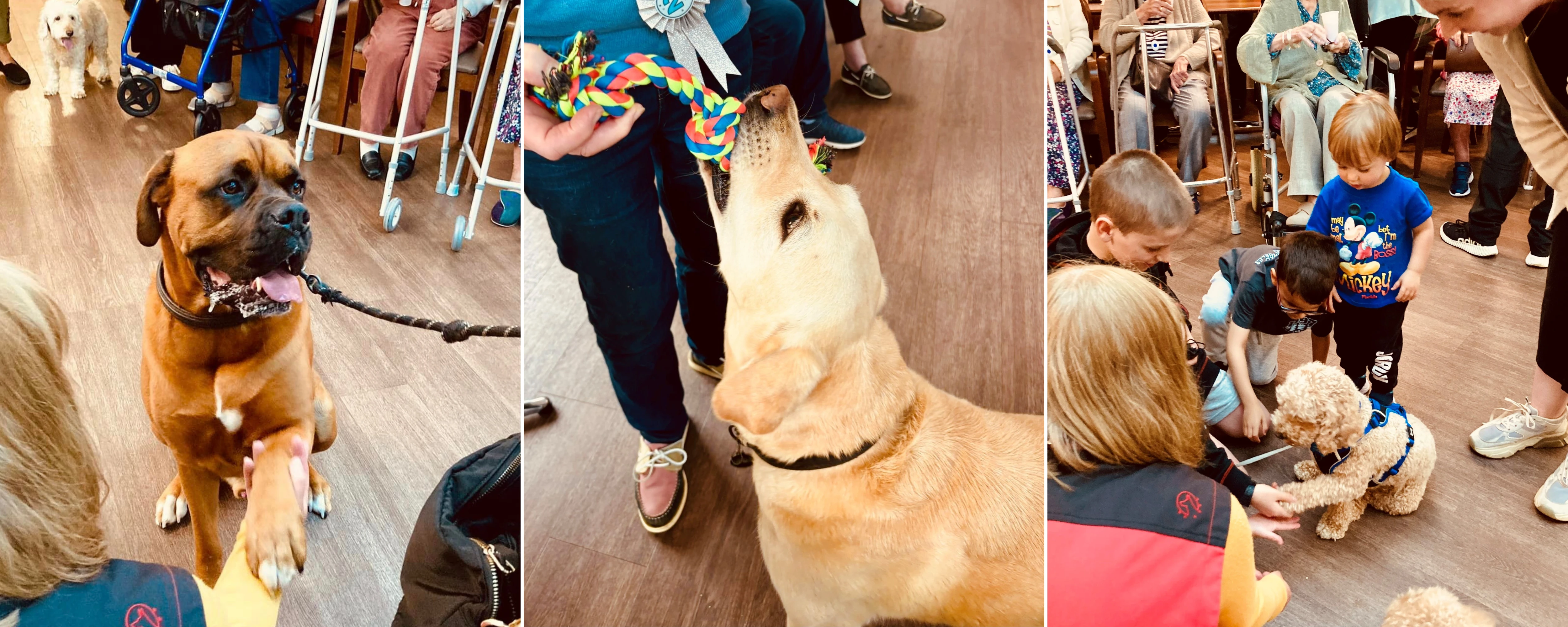 Collage of photos from Westall House's dog show