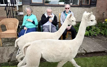 Alpacas become residents at Bamburgh retirement home Image