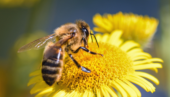 How to encourage bees into your garden Image