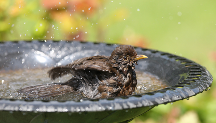 Surviving the Heatwave: How to help wildlife in hot weather  Image