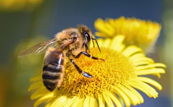 Encourage bees into your garden Image
