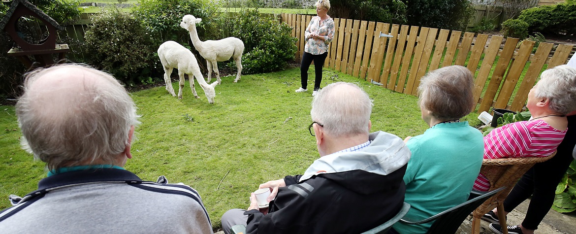 alpacas become residents at supported living scheme