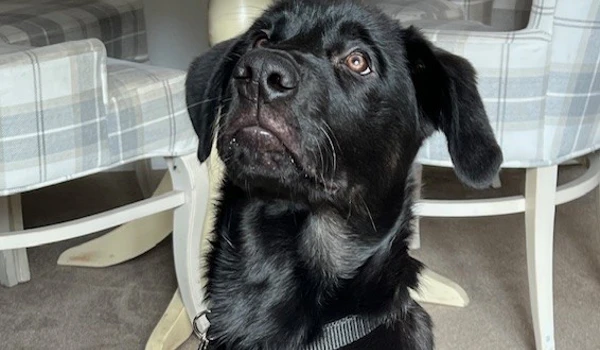 Winnersh's Pawsome Partnership with Guide Dogs