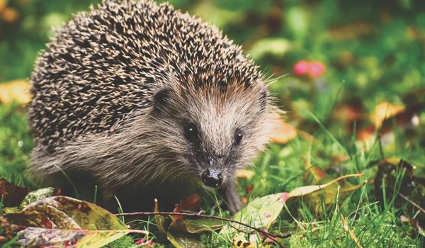 A Wild Autumn with Abbeyfield